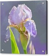 Lavender Iris In The Morning Sun Acrylic Print