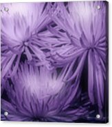 Lavender Mums Acrylic Print