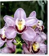 Lavender Orchid Acrylic Print