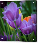 Lavender Tulips Acrylic Print