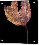 Leaf 11 Acrylic Print