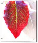 Leaf Of Autumn Acrylic Print
