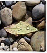 Leaf With Water Droplets In Rocks Acrylic Print