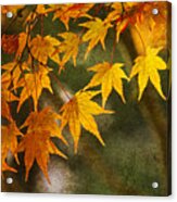 Leaf Zen B Acrylic Print