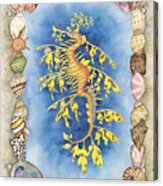Leafy Sea Dragon Acrylic Print