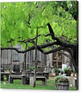 Leaning Tree Acrylic Print