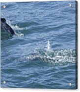 Leaping Hector's Dolphins Acrylic Print