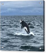Leaping Orca Acrylic Print