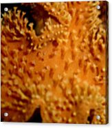 Leather Coral Acrylic Print
