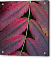 Leaves Of Red Acrylic Print
