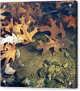 Leaves Under Water Acrylic Print