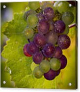 Leftover Pinot Cluster Acrylic Print