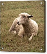Leicester Sheep In The Dewy Grass Acrylic Print