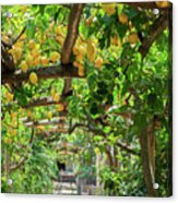 Lemon Garden Of Sorrento Acrylic Print