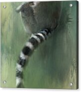 Lemur Catching Rays Acrylic Print