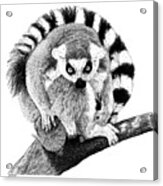 Lemur Acrylic Print