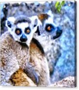 Lemurs Of Madagascar Acrylic Print