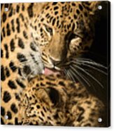 Leopard Cub Love Acrylic Print