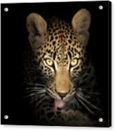Leopard In The Dark Acrylic Print