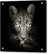 Leopard Portrait In The Dark Acrylic Print