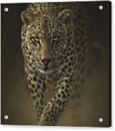 Leopard Prowling - Savage Acrylic Print