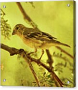 Lesser Goldfinch On Acacia Limb Txt Acrylic Print
