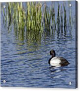 Lesser Scaup Adult Male Acrylic Print