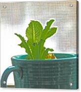 Lettuce Leaves In Cup Acrylic Print