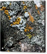 Lichen At The Top Acrylic Print