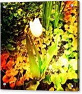 White Tulip Acrylic Print
