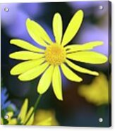 Lifted Yellow Flower Acrylic Print