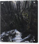Light In The Woods Acrylic Print