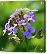 Light Purple Flowers Acrylic Print