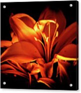 Lighted Lily Acrylic Print