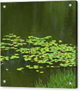 Liily Pads Afloat Acrylic Print