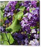 Lilac Acrylic Print