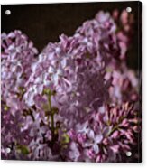 Lilac Bouquet Iii Acrylic Print