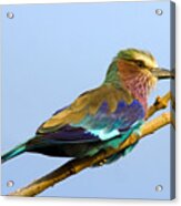 Lilac-breasted Roller Acrylic Print