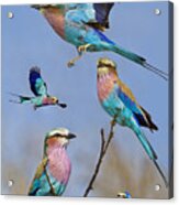 Lilac-breasted Roller Collage Acrylic Print