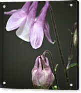 Lilac Columbine 3 Acrylic Print