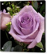 Lilac Roses Acrylic Print