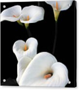Lilies Acrylic Print
