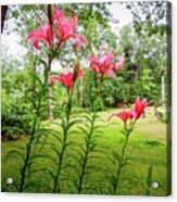 Lilies In The Pink Acrylic Print
