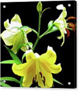 Lilies In The Sun Acrylic Print