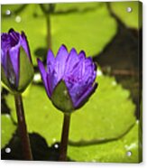 Lilly Buds Acrylic Print