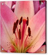 Lily - An Intimate View Acrylic Print