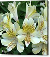 Lily #61 Acrylic Print