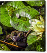 Lily And The Frog Acrylic Print