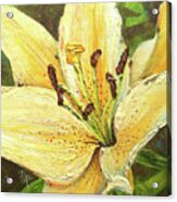 Lily Dream Acrylic Print