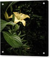 Lily In The Garden Of Shadows Acrylic Print